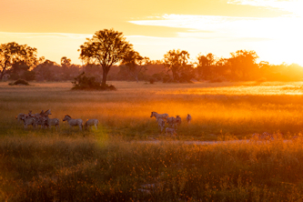 Big Five in Botswana