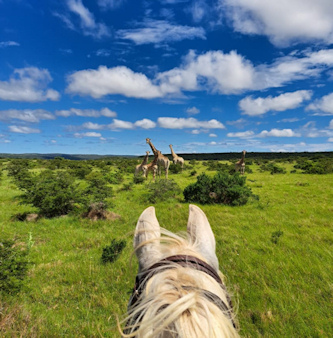 Reiten an der Sunshine Coastl