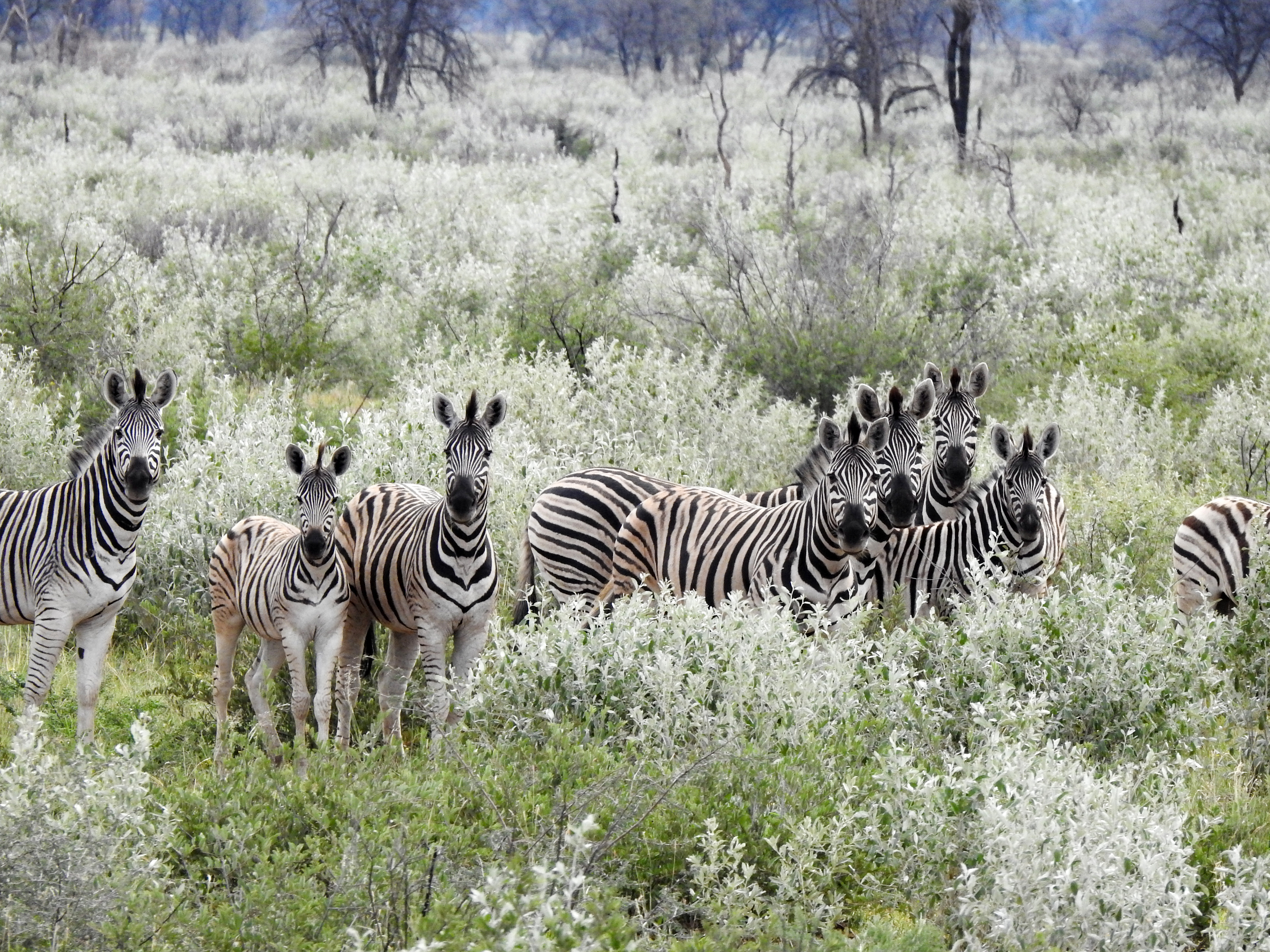 Namibia, Reitsafari