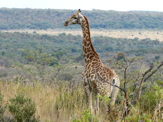 Giraffe Afrika