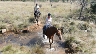 Großwild Südafrika