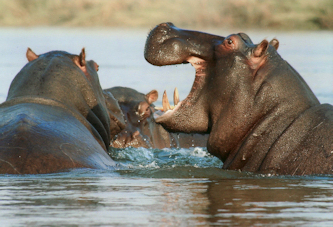 Reitsafari in Afrika