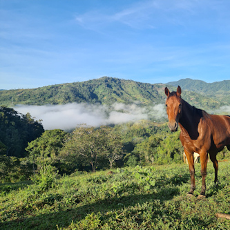 Reiterferien Costa Rica