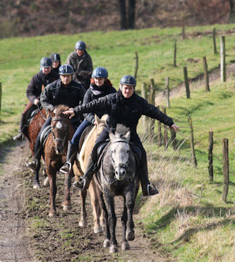Curley Horses