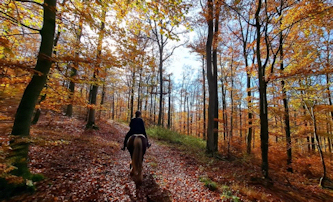Westernreiten in Sachsen