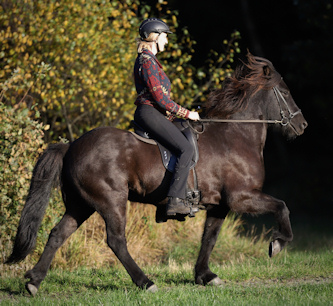 Reitferien Isländer