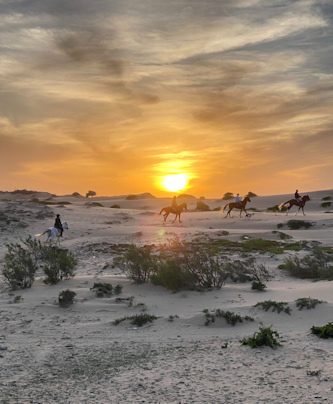 Galopp am Atlantik