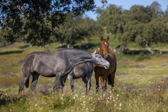 Dressur Portugal