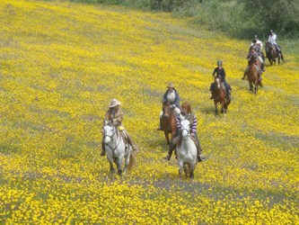 Reiten durch leuchtend gelbe Bluetenmeere