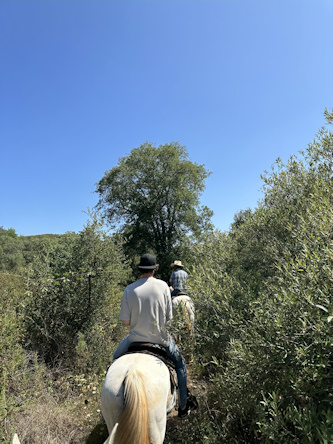 Strandgalopp