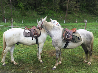 Reiten in Rumänien