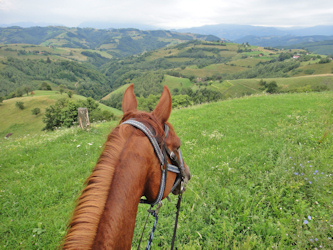 Reiten in Rumänien