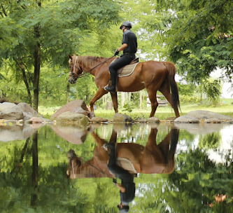 Reiten in Ungarn
